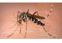 Napravite moćan alat za uživanje u ljetnim večerima! Sipajte ga u čašu vode i komarci vam neće doći u kuću