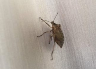 EVO KAKO SE RIJEŠITI SMRDIBUBA: Mnogi se žale da im ove leteće, zaudarajuće napasti OPSJEDAJU stan, SAMO OVO URADITE (VIDEO)