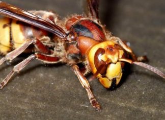 Stršljenovi se krvnički plaše samo 1 stvari: Prava je klopka za njih! Od toga ne mogu da pobegnu ni za 3 života!