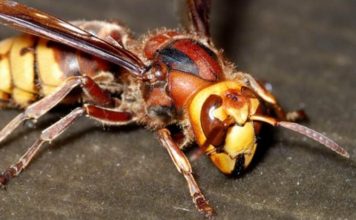 Stršljenovi se krvnički plaše samo 1 stvari: Prava je klopka za njih! Od toga ne mogu da pobegnu ni za 3 života!