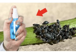 UKLONITE OMRAŽENE LISNE UŠI: Samo im dajte ovo jeftino čudo i vaše su biljke spašene!