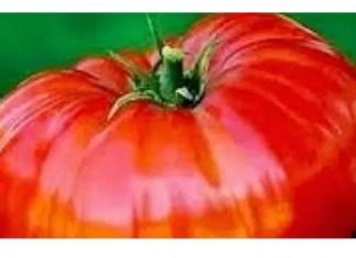 Da bi IMALI krupan i ukusan paradajz ovo povrće sadite uz njega..