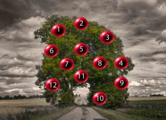 DRVO ŽELJA! ZAMISLITE JEDNU ŽELJU I IZABERITE 1 BROJ SA DRVETA: Evo da li će vam se želja ostvariti