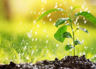 PRAVILNO ZALIJEVANJE BILJAKA TIJEKOM VRUĆINA: Evo kako izbjeći štetu!