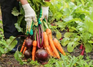 Povrće koje se sadi u septembru donosi prinos do zime: Neko uspeva i u saksiji, ovo su saveti stručnjaka