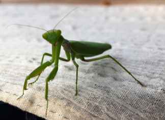 Ako vam ovaj insekt uđe u stan budite srećni: Kažu da s razlogom bira kuću, a poruka koju nosi je predivna