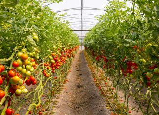 Samo posađena na ovaj način paradajz će rađati bogato i do kasne jeseni: Nema bolesti, trulenja ploda ili sušenja lista