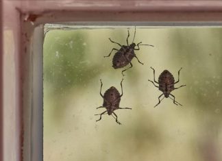 LJUDI, POMEŠATAJU OVO U ČINIJU I SMRDIBUBE SE VIŠE NIKADA NEĆE POJAVITI! Invazija NAPASTI JE u JEKU, SPAS JE U…