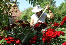 Veruje se da ova biljka donosi smrt: Nikada je ne sadite, a ako je dobijete na poklon – odmah je bacite iz kuće!