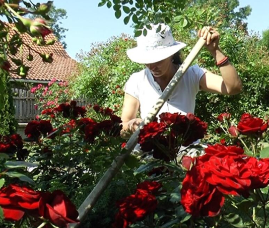 Veruje se da ova biljka donosi smrt: Nikada je ne sadite, a ako je dobijete na poklon – odmah je bacite iz kuće!