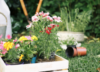 Tajna za zdrav i bujan vrt: Prirodni sastojak koji vašim biljkama donosi neverovatne rezultate