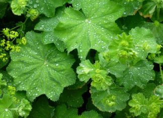 BOŽIJI DAR ZA ŽENE: Pomaže kod neplodnosti, gihta, reume, hemoroida, čira na želucu…