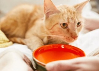 Mačka vam prolijeva vodu? Ne ignorišite ovaj znak…Ona vam ovo pokušava reći!!!!