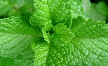 Pijem 0vo čudo već dvije sedmice umjesto občne vode: Nakon 50. godine konačno sam SMRŠAO, problemi sa varenjem su nestali i bolje spavam!