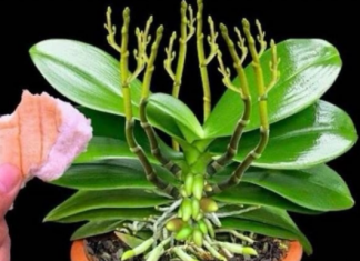 Stavite 1komad ispod orhideje! Odjednom izraste 100 grana i cvjeta cijele godine