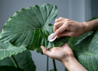 Zašto adam plače? Evo šta prouzrokuje kapljice vode na listovima i šta vam time biljka poručuje