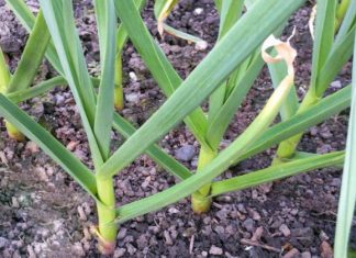 OVO POVRĆE POSADITE U OKTOBRU, IMAT ĆETE GA U IZOBILJU: Na proljeće će roditi kao u priči