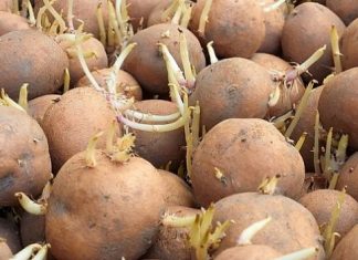 KROMPIR brzo klija? Čuvajte ih zajedno sa ovim proizvodom. Ni jedan neće proklijati!