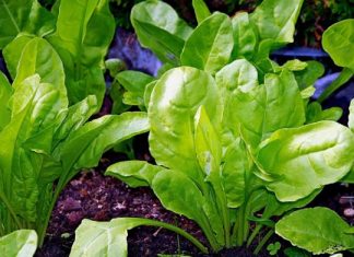 TOLIKO ZDRAVOG U JEDNOJ NAMIRNICI: Povećava imunitet, čuva vid, sprečava rak, čisti krv, ublaža grčeve i migrene, jača kosti