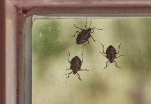 Smrdibube su se ove godine namnožile i svuda su: Savršen TRIK da ih se riješite u stanu, na balkonu i na terasi!