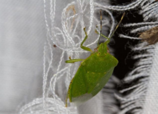 SMRDIBUBE SE UŽASNO PLAŠE JEDNE STVARI: Samo stavite ovo i BJEŽAT ĆE OD VAŠE KUĆE