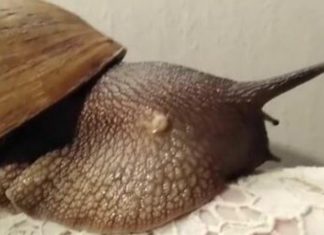 Domaći rastvor TJERA puževe iz vašeg dvorišta samo tako: Sastojke već sigurno imate, a košta manje od 1 euro