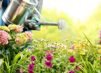 PRAVILNO ZALIJEVANJE BILJAKA TIJEKOM VRUĆINA: Evo kako izbjeći štetu!