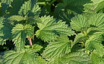 Kopriva za zdravlje od glave do pete