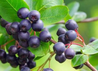 NAPRAVITE DOMAĆI SOK OD NAJZDRAVIJE BILJKE NA SVIJETU: Liječi svaku bolest, ali evo koliko ga smijete popiti dnevno