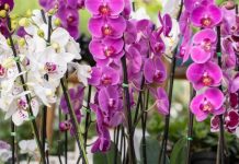 NE BACAJTE OVU VODU! Čini čuda za orhideje – cvjetaće cijelo ljeto!