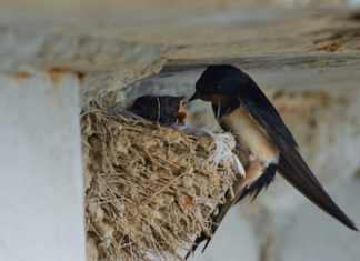 AKO IMATE GNIJEZDO LASTAVICA, nipošto ga ne dirajte: Evo šta ono znači prema narodnom vjerovanju