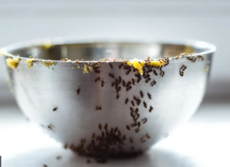 ZAUVIJEK SE RIJEŠITE MRAVA KOD KUĆE IU VRTU BEZ UPOTREBE KEMIKALIJA: ISPROBANI BAKIN SAVJET KOJI ĆE IH PREOKRENUTI