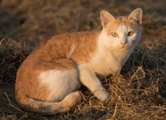 Nevjerovatno, ali istinito: Mačka prepoznaje bolesti i pomaže ti da ozdraviš!