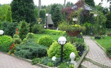 NEĆETE VEROVATI KOLIKO RASTU: Idealne biljke da dvorište ozeleni preko noći!