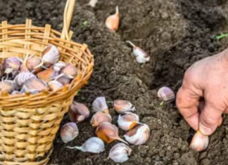 Želite dvostruko veći urod bijelog luka? POSAJTE GA OVAKO u jesen, ništa više!