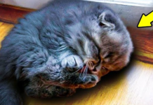 Baka je spasila malog mačića – ali kada je odrastao, nije mogla VJEROVATI svojim očima!