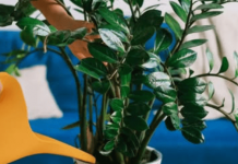 Sipajte pola šolje u saksiju za cvijeće: Zamiokulkas će pustiti lišće kao lud!