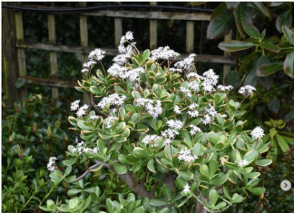 Kako da podstaknete drvo novca da procveta? Veruje se da to donosi ogromno bogatstvo, evo šta treba da radite!