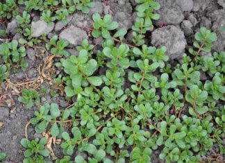 SVUDA RASTE, SVI JE ČUPAMO I BACAMO: Ova biljka može da vas izliječi od glave do pete, a nije korov…