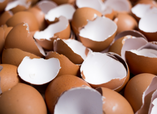 NIKAKO NE BACAJTE LJUSKE OD JAJA, POSLUŽIĆE VAM ZA VAŽNU STVAR: NE POSTOJI BOLJE ĐUBRIVO ZA BILJKE, ODUŠEVIĆETE SE