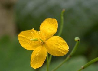 NADALEKO PRIZNATI NARODNI LIJEK ZA LIJEČENJE BRADAVICA JE NITKO DRUGI DO TRAVA RUSA