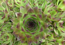 ČIM USTANEM POJEDEM PO JEDAN LIST ČUVARKUĆE: Evo šta mi se desilo poslije nekoliko dana