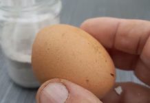 Ne Bacajte Ljuske od Jaja! Obesite ih u Bašti – Razlog će vas iznenaditi!