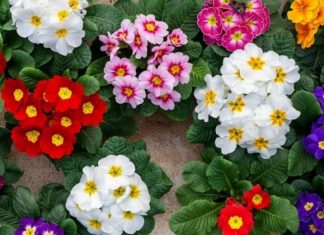 Izgledaju lijepo, ali mogu napraviti štetu: 8 biljaka koje nikako ne biste smjeli saditi blizu kuće