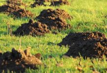 ČUDESNI NAPITAK KOJI TRAJNO OTJERA KRTICE IZ VRTA: JEDNA ŠALICA JE SVE ŠTO VAM TREBA