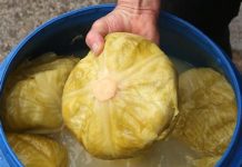 DOKTORI UPOZORILI: Ne jedite kiseli kupus ako bolujete od ovih bolesti