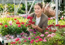 3 vrste cveća koje se sadi u jesen, prežimi i najveći minus, a u proleće vas dočeka bašta kao iz raja