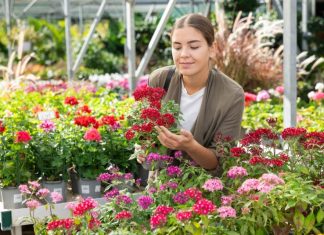 3 vrste cveća koje se sadi u jesen, prežimi i najveći minus, a u proleće vas dočeka bašta kao iz raja