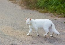Šta znači kad vam bela mačka pređe put: Veruje se da ima skrivenu poruku
