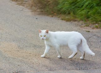 Šta znači kad vam bela mačka pređe put: Veruje se da ima skrivenu poruku